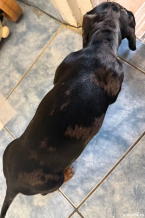 Teckel arlechin - imagine 4