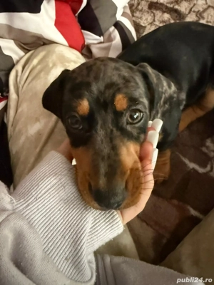 Teckel arlechin - imagine 2