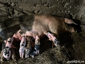 Scroafa cu purcei - imagine 3