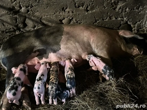 Scroafa cu purcei - imagine 2