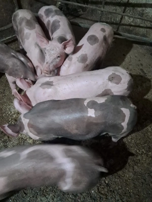 Purcei de carne - imagine 2 Purcei de carne - imagine 2