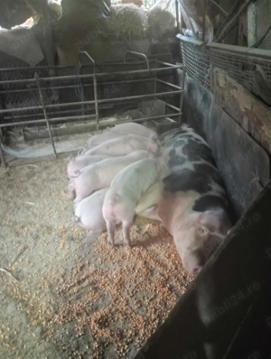 Purcei de vânzare  - imagine 2