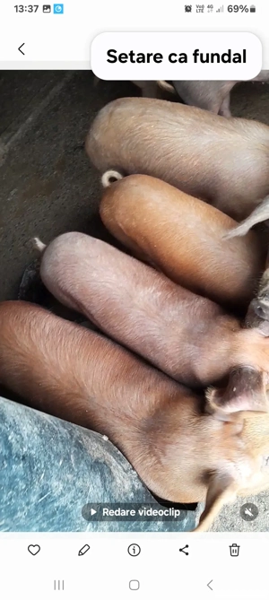 vînd porci duroc de carne