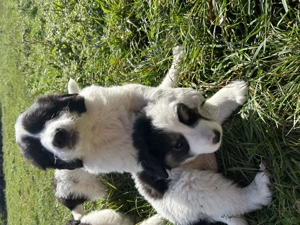 Căței Ciobanesc de Bucovina - imagine 3