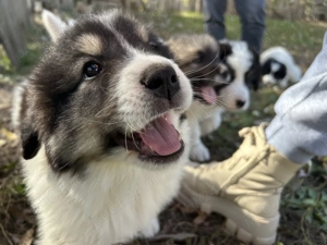 Căței Ciobanesc de Bucovina