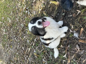 Căței Ciobanesc de Bucovina - imagine 2