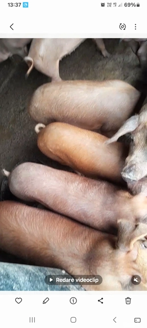 vînd porci duroc de carne - imagine 2