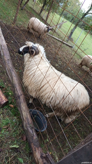 Berbec pt reproducere  - imagine 2