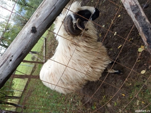 Berbec pt reproducere 