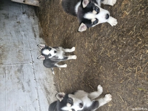 huski siberian ochi albaștri alb cu negru
