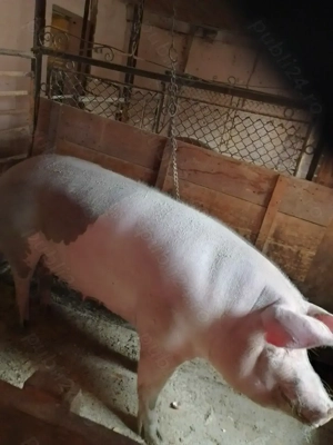 Vînd porc de 250 kg