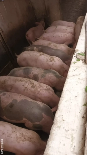 Vand soldani - imagine 2 Vand soldani - imagine 2