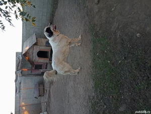 Ciobănesc de Bucovina