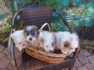 Vând bichon havanese