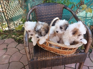 Vând bichon havanese - imagine 2