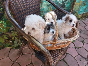 Vând bichon havanese - imagine 3