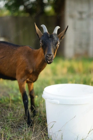 Vand caprita iada alpina franceza 8 luni - imagine 3