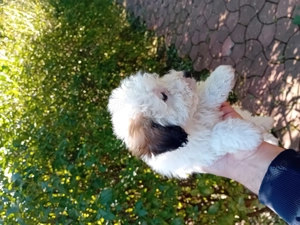 Vând bichon havanese - imagine 4