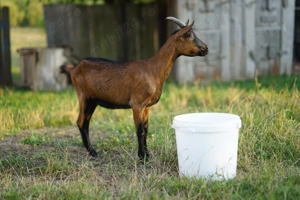 Vand caprita iada alpina franceza 8 luni - imagine 2