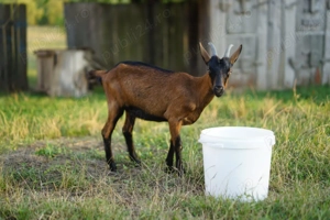 Vand caprita iada alpina franceza 8 luni - imagine 4