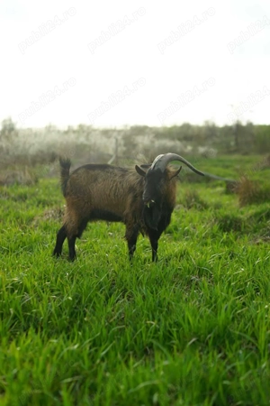 Vand caprita iada alpina franceza 8 luni - imagine 5