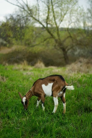 Vand caprita iada alpina franceza 8 luni - imagine 6