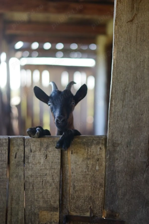 Vand tapisor rasa alpina franceza 8  luni  - imagine 4