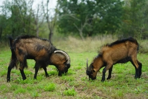 Vand tapisor rasa alpina franceza 8  luni  - imagine 5