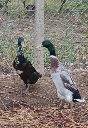 Mascul rață indiana  - imagine 2 Mascul rață indiana  - imagine 2