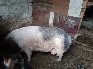 Vând scroafă Basna - imagine 3