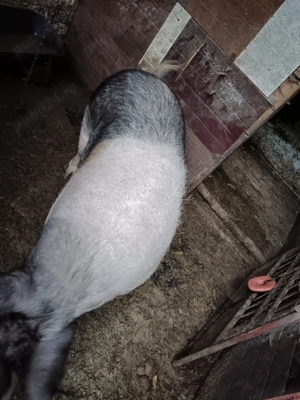 Vând scroafă Basna - imagine 2