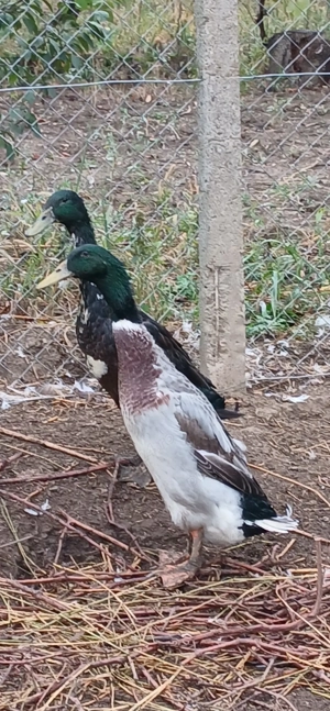 Mascul rață indiana 