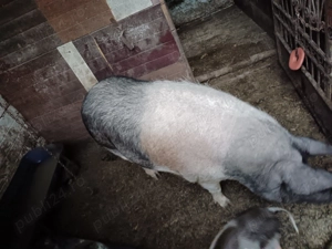 Vând scroafă Basna