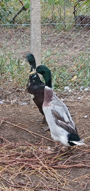 Mascul rață indiana  - imagine 3 Mascul rață indiana  - imagine 3