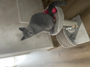 Pisicuta british short hair - imagine 2