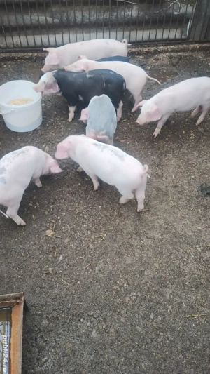 vand purcei - imagine 2 vand purcei - imagine 2