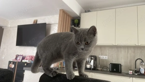 Pisicuta british short hair