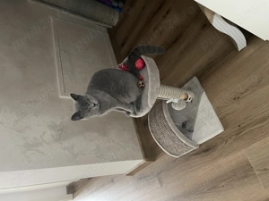 Pisicuta british short hair - imagine 3