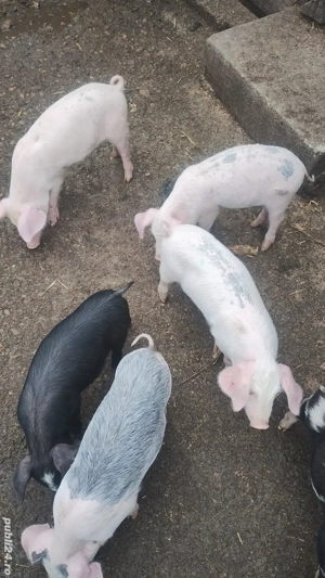 vand purcei - imagine 4 vand purcei - imagine 4