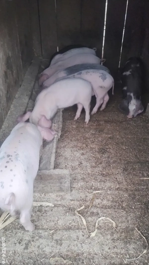 vand purcei - imagine 3 vand purcei - imagine 3