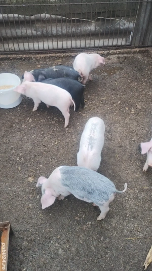 vand purcei - imagine 5 vand purcei - imagine 5