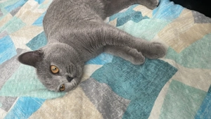 Pisicuta british short hair - imagine 4