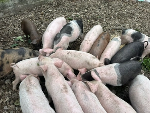 Vand porci 20-30 kg - imagine 5 Vand porci 20-30 kg - imagine 5