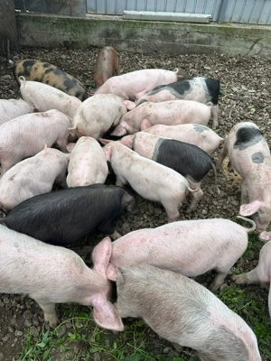 Vand porci 20-30 kg - imagine 4 Vand porci 20-30 kg - imagine 4