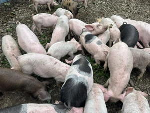 Vand porci 20-30 kg - imagine 3 Vand porci 20-30 kg - imagine 3