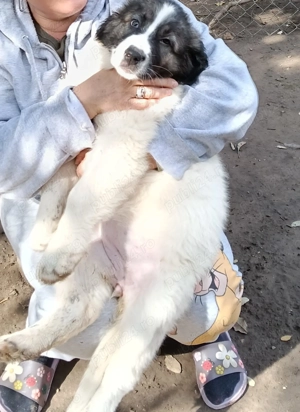 Vând Ciobanesc romanesc de Bucovina  - imagine 3