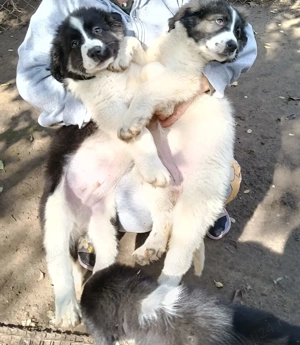 Vând Ciobanesc romanesc de Bucovina  - imagine 2