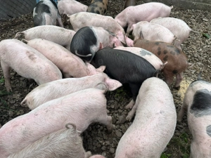 Vand porci 20-30 kg - imagine 2 Vand porci 20-30 kg - imagine 2