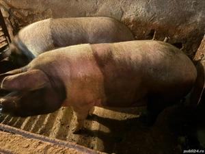 De vânzare porcii grasi - imagine 2 De vânzare porcii grasi - imagine 2