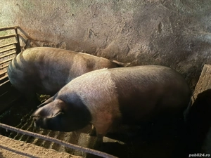 De vânzare porcii grasi - imagine 5 De vânzare porcii grasi - imagine 5